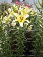 [1745 Yelloween NES No02.JPG]